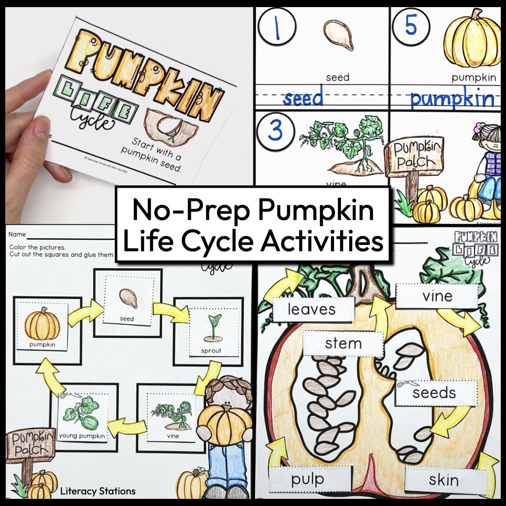 pumpkin life cycle